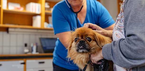 Dyreklinik med egne dyrlæger i Vaccination af hund